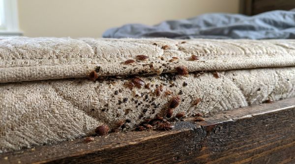 Solutions efficaces pour lutter contre les punaises de lit en Haute-Garonne